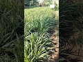 இயற்கை வழியில் பசும் தீவனசாகுபடி செய்வோம்