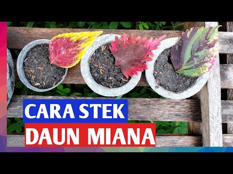 Video: Cara Membiakkan Ratu Dalam Pucuk Pipi: Cara Termudah