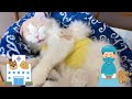 子猫はじめての手術に行ってきました【ぽしゃっけ】