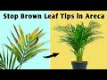 2 reasons your areca palm leaves turning brown  areca palm plant care