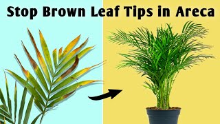 2 REASONS Your Areca Palm Leaves Turning Brown // Areca Palm Plant Care screenshot 2