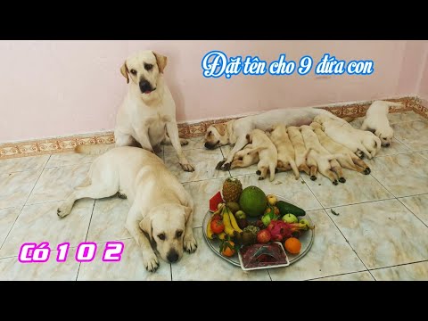 Video: Cách đặt Tên Cho Con Thứ Hai