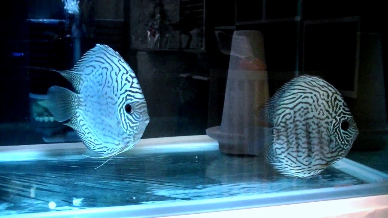 水槽関連 ディスカス ブリリアントターコイズ ペア？かも