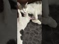 #song jo mila #cat #cute #माझी #catworld #kitten