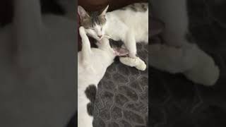 #song jo mila #cat #cute #माझी #catworld #kitten