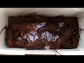 HOW TO CLEAN AND COOK CALIFORNIA SPINY LOBSTER - YouTube