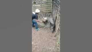 porbi karng sari Cikelet garut selatan