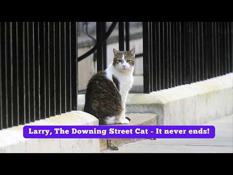 Larry, The Downing Street Cat - It never ends!
