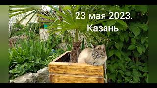 Хорошо в жару под пальмой 🌴🐱