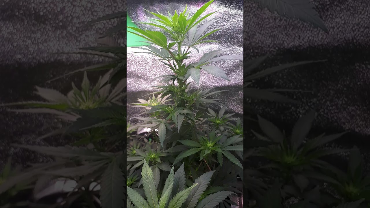 Green crack mid flower 🌼