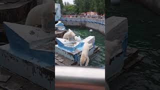 #animals белые мишки белка и стрелка в Новосибирске