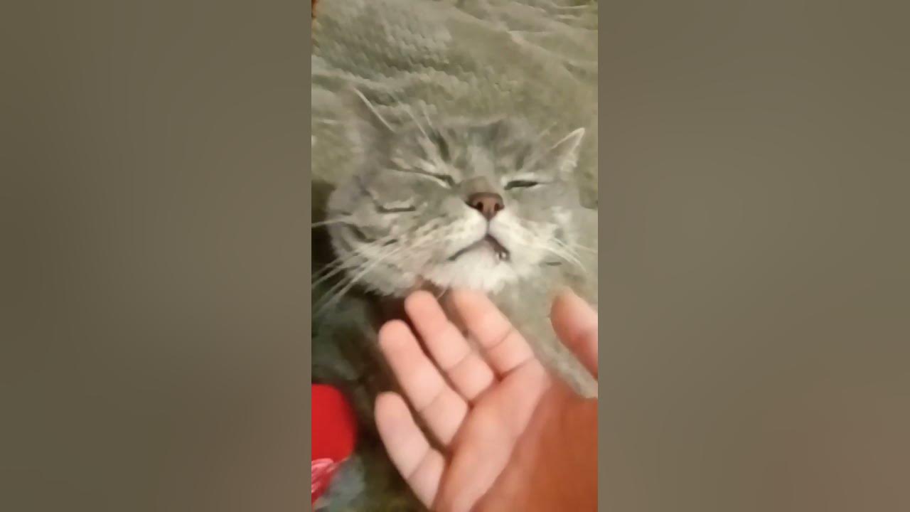 КОТИК С СЕРДЕЧКОЙ😺😻😻😺 - YouTube