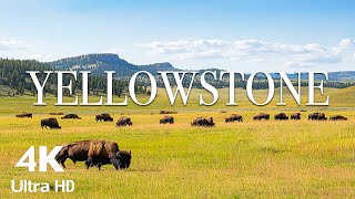 Yellowstone 4K UHD - Scenic Relaxation Film with Calming Music - 4K Video Ultra HD