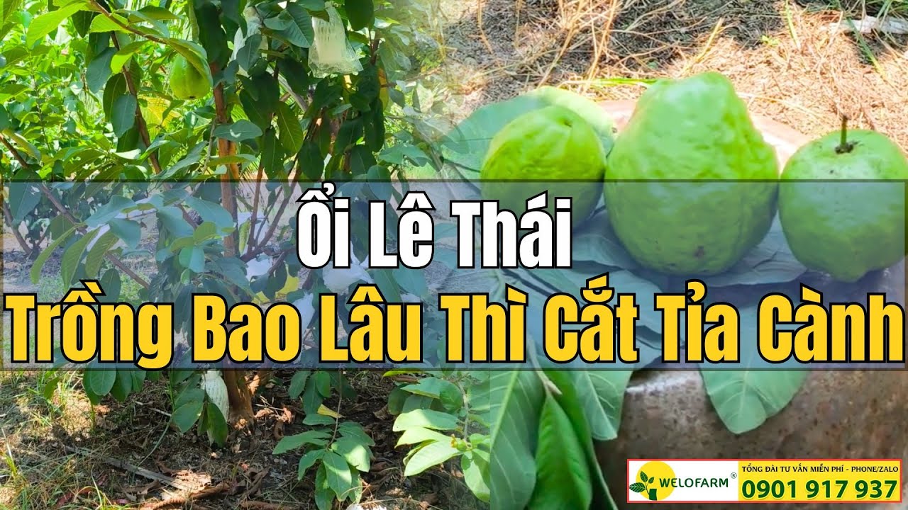 ỔI LÊ THÁI TRỒNG BAO LÂU THÌ BẮT ĐẦU CẮT TỈA CÀNH
