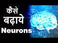 How To Increase Neurons In The Brain? Neurogenesis And Neuroplasticity.