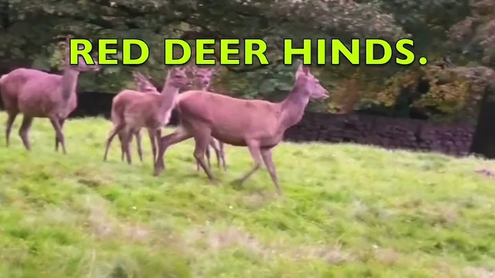 Red deer  by Terry Hancock, music by Terry Hancock .