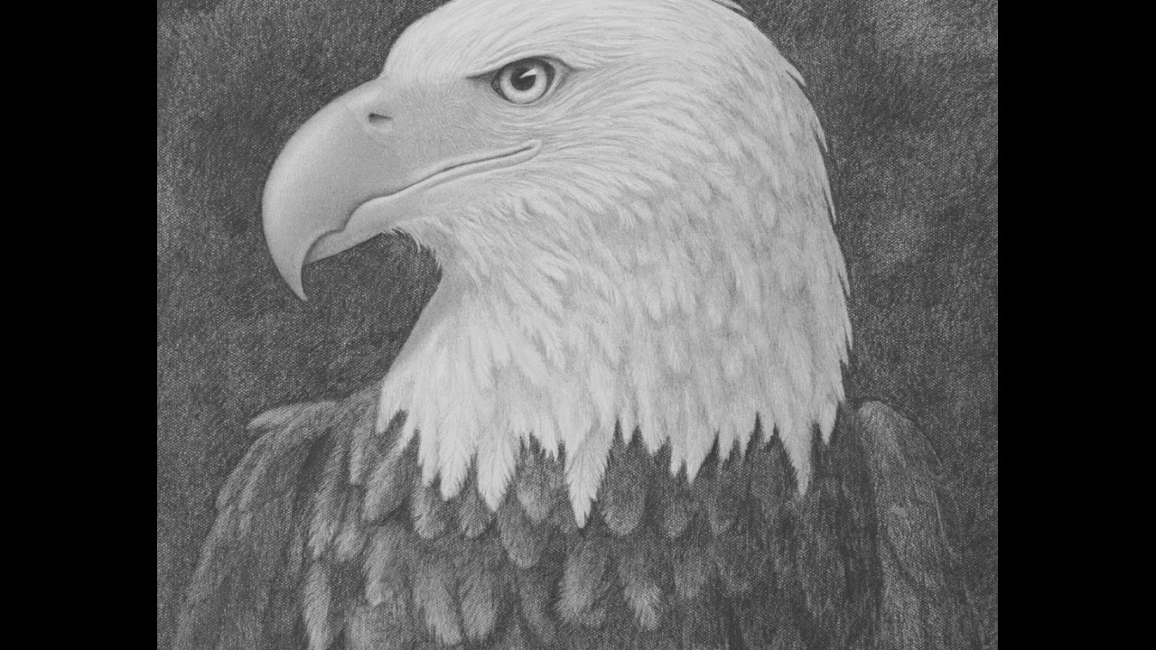 ⁣How to Draw a Bald Eagle Head With Pencil - Narrated