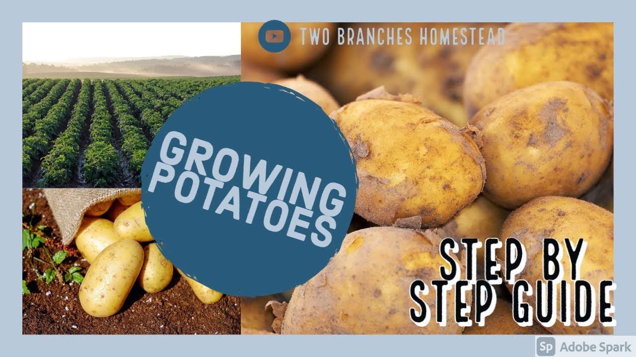 How To plant seed potatoes - YouTube