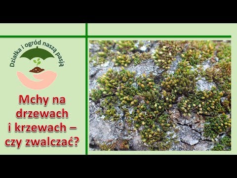 Wideo: Czy mech na drzewie jest zły?