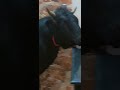 ذبيحة بابا ميمون 