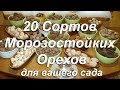 Описание сортов морозостойких орехов