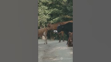 EPIC Pando  The Giant You Never Knew! 2025 06 02 S.A.D