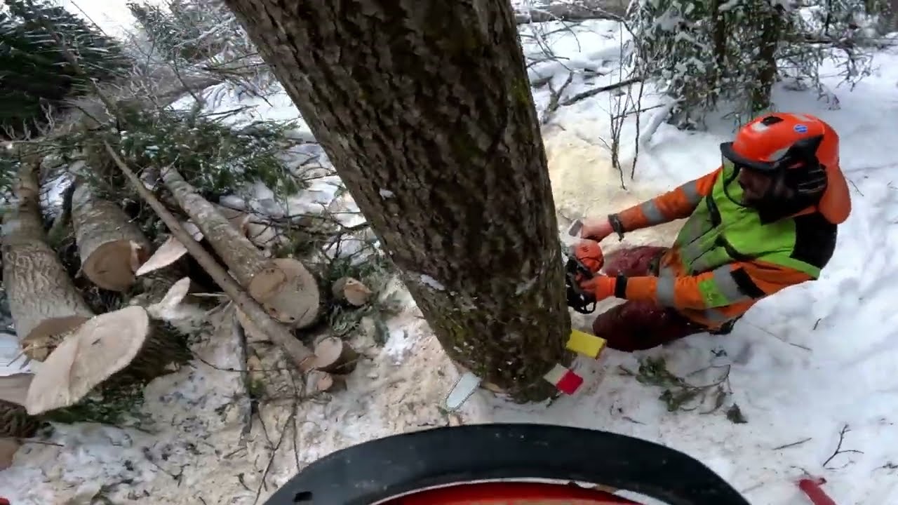 Haavat on tuoreet.Vakiollako? Echo 501 Stihl 500 #poweredbypartaorava