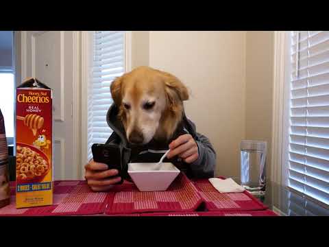 Best Animals of 2021 | Cute Funny Paws