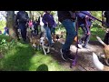Beagle World Record Attempt 2017