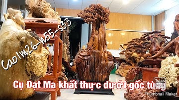 Cụ Đạt Ma khất thực đứng dưới tán tùng gỗ hương ta c1m26-n55-s33 ( 2/4/20)