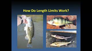 Bass Growth and Mortality Determine If Length Limits Work
