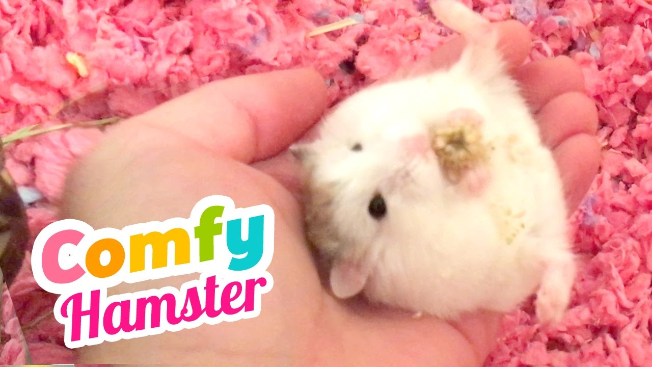 Rare, Adorable Footage of Roborovski Hamster Lying Upside Down! ♥♥♥