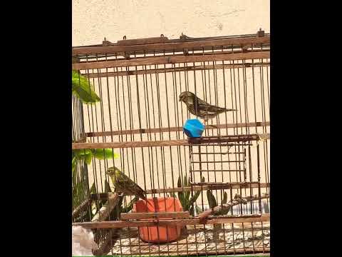 طائر السمريس البسبوس في القفص