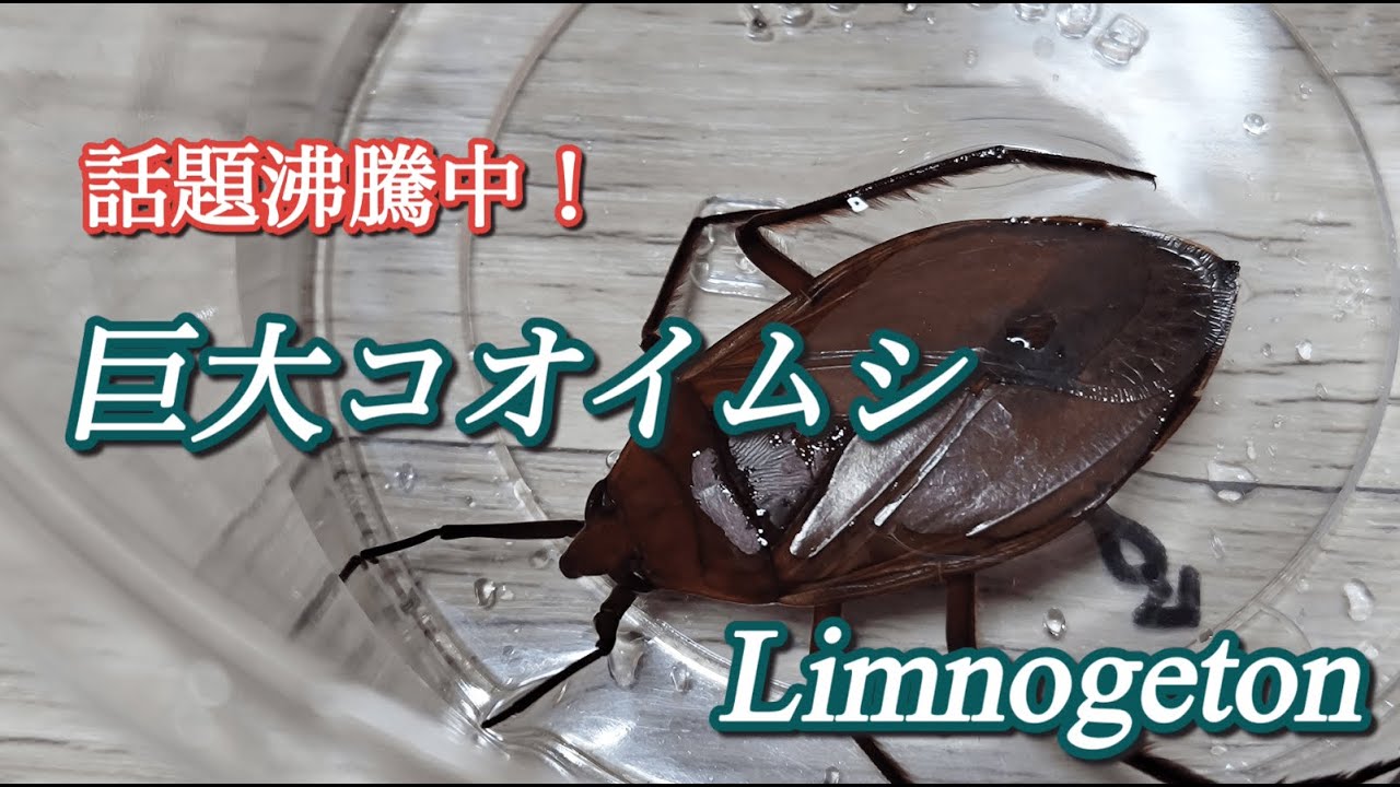 巨大コオイムシ Limnogeton - YouTube