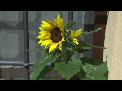 Video: Piante di girasole senza fiori - Cosa fare con le piante di girasole che non fioriscono