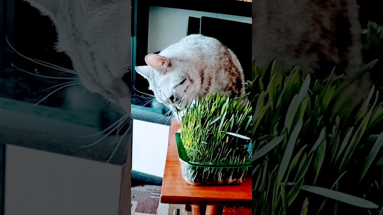 кот обидно 🤣