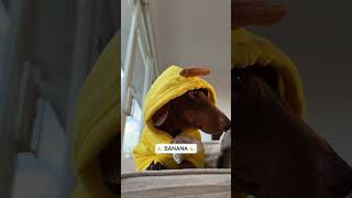 Banana 🍌🍌🍌 #banana #power #respect #dachshund #doglife