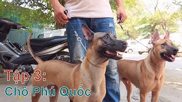 T3: Chuyên Gia Bật Mí Kinh Nghiệm Để Chó Phú Quốc Tham Gia Dogshow/ Quốc Khuyển Việt Nam/ NhamTuatTV