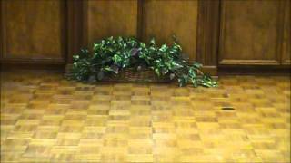 Baby Clogging Step