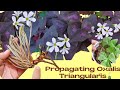 How to Propagate Oxalis Triangularis(Butterfly Plant)/Loam Soil vs Soil-less medium bulb propagation