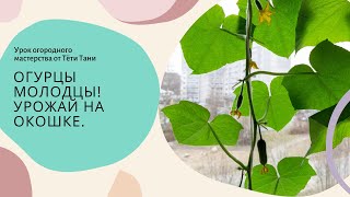 картинка: Огурцы молодцы. Урожай на окошке. 