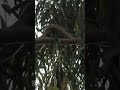 snake on the tree.