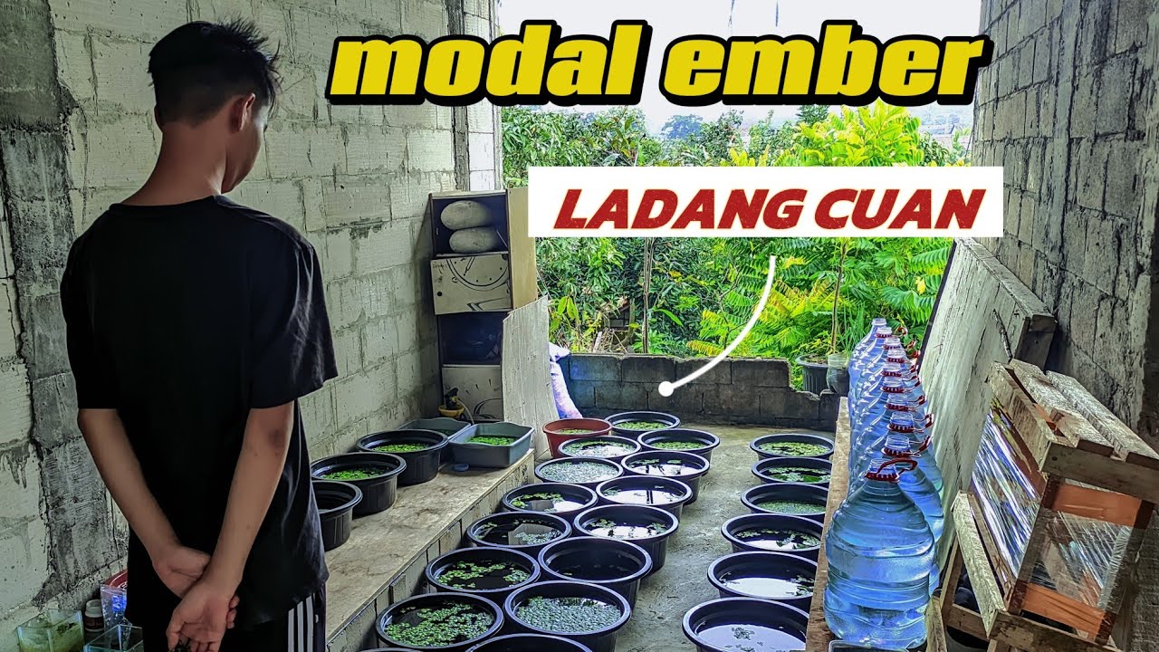 Budidaya Guppy di Ember: Mudah & Menguntungkan!