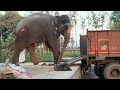 Gajanand jee रेस से आ गए ट्रक 🚚 से 🦣 (@AnimalLoveStories @mischievouselephant3672@shehrmaindihat  )