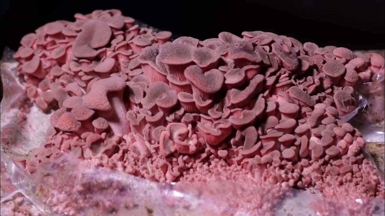 Grow mushrooms at home with HiFi Mycology mushroom grow kits YouTube