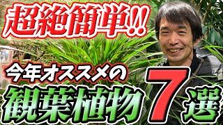 【管理が楽！】″今″最も熱い！最高の観葉植物を園芸のプロが教えます！【観葉植物】【ガーデニング】