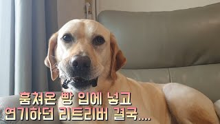 Labrador Retriever STEALS Bread And Hides It Inside Of Her Mouth