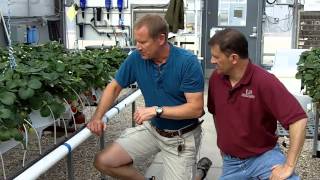 Video 6. Arizona Emitters Used to Deliver Fertilizer Solution