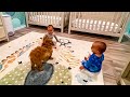 Double Trouble Entertainment: Dog Keeping Baby Twins Smiling! 🐶👶👶😄 | KYOOT