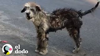 Mira a esta perrita callejera transformarse en la cachorrita más hermosa | El Dodo